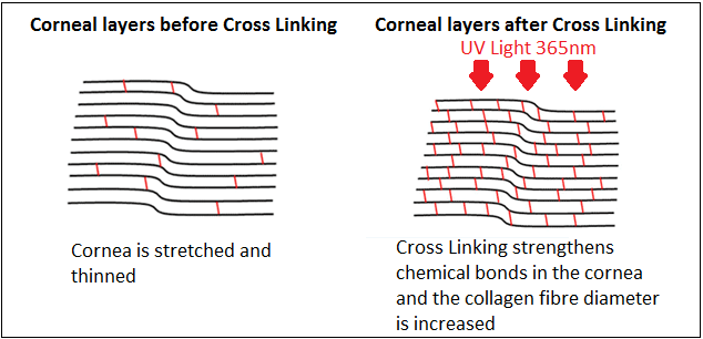 collagen-cross-linking